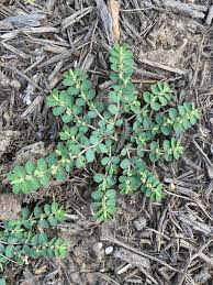 Image result for Euphorbia ophthalmica