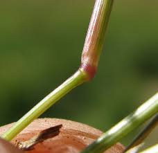 Image result for Eragrostis pilosa