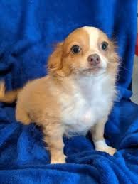 Adopt A Long Haired Chihuahua Chihuahua Puppies Chihuahua Chihuahua Rescue