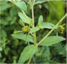 Image result for Sigesbeckia