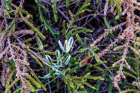 Image result for Cassytha pondoensis