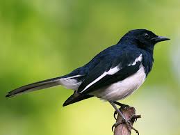 They are distinctive black and white birds with a long tail that is held upright as they forage on the ground or perch conspicuously. Oriental Magpie Robin Ebird