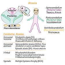 Image result for Ataxia