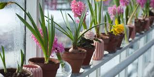 Maybe you would like to learn more about one of these? Plants That Bring Bad Luck At Home