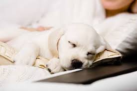 Sign up to the free course now. How Much Do Puppies Sleep At 8 Weeks Puppyfaqs