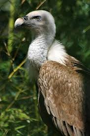 Bird With Big Feathers On Head Griffon Vulture Gyps Fulvus Is A Large Old World Vulture In Bird Of Prey Family Accipitridae It Is Typical In Appearance With Pet Birds Wild Birds Vulture