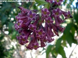 Image result for Cestrum × cultum