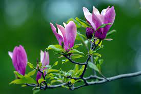 Pin On Signs Of Spring