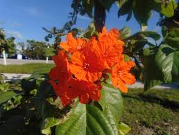 Image result for Geigeria schinzii