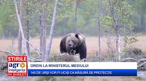Braconajul în românia şi ordinul de vânătoare a carnivorelor mari. Incepe VÄƒnÄƒtoarea Pentru 140 De UrÈ™i È™i 97 De Lupi Youtube