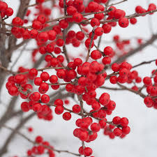 Berry Poppins Winterberry Ilex Verticillata