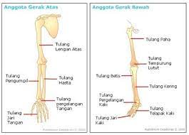 Rangka Gerak Manusia Anatomi Manusia Tubuh Manusia