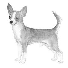 Minimum of 4 dogs earning titles. Chihuahua Dog Breed Information