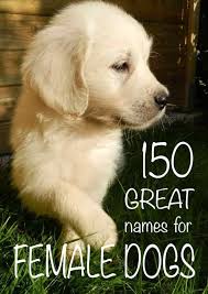Female Dog Names Labradorpuppynamesfemale Female Dog Names Puppies Names Female Best Female Dog Names