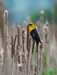 Midwest Birds With Yellow Feathers Dsc0036 192 Yellow Headed Blackbird Pet Birds Creature Picture Birds