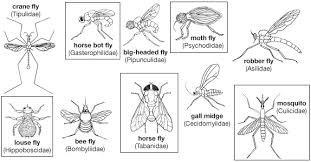 Dipteran Definition Life Cycle Habitat Classification