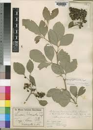 Image result for Afrostyrax kamerunensis