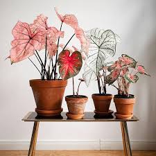 Provide enough moisture throughout the growing season to keep the soil evenly moist. The Botanical Room Guess What S Back Online And In Store From Left To Right Caladium Spring Fling Caladium Red Flash Caladium White Christmas Caladium Pink Beauty Beautiful Pic By Curlyfloplant Facebook