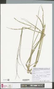 Image result for Isachne kiyalaensis