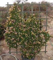 Pin On Landscape Plants