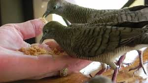 Maybe you would like to learn more about one of these? 8 Manfaat Kacang Ijo Untuk Perkutut Arenahewan Com