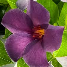 Image result for Pimpinella sp. A. of FZ 4: 594