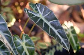 Check spelling or type a new query. Native Plants Of The Philippines Worldatlas