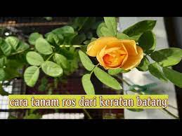 Cara menghitung persen (%) bunga pinjaman. Cara Tanam Ros Dari Keratan Batang Youtube