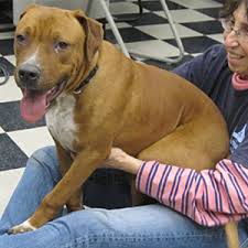 43 labrador mixed breeds (with pictures). Adopt A Pet Sundance The Rhodesian Ridgeback Mix L A Unleashed Los Angeles Times