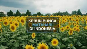 Jika kamu adalah salah satu orang yang juga ingin berburu taman bunga matahari, tenang saja! 5 Lokasi Kebun Bunga Matahari Instagramable Di Indonesia Bikin Feed Ig Mu Makin Kece Youtube