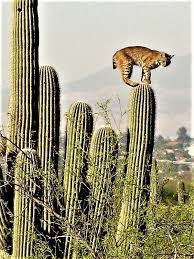 From 205 house rentals to 45 townhouse rentals, find a unique house rental for you to enjoy a memorable holiday or a weekend with your family and friends. Bobcat On Saguaro Cactus Sabino Canyon Arizona Animals Beautiful Animals Wild Wild Cats