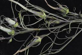 Image result for Rhamphicarpa