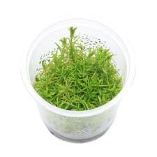 Image result for Rotala capensis