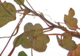 Image result for Oxalis corniculata