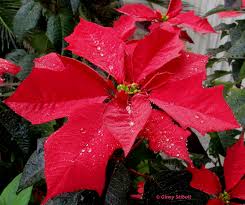 Image result for Euphorbia pulcherrima