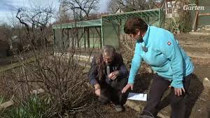 Mdr Garten Johannisbeeren Mit Steckholzern Ablegern Und Abriss Vermehren Facebook