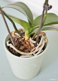 Any signs of either dehydration or root rot. How To Grow Orchids A Beginner S Guide Sand And Sisal