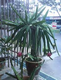 The dragon fruit plant is actually a cactus that produces large red or pink colored fruit that are edible. Growing Dragon Fruit From Vine Cuttings Grow Pitaya Grow Pitahaya Jungle Cactus Book Dragon Fruit Plant How To Grow Dragon Fruit Dragon Fruit Tree