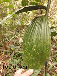 Image result for Corymborkis corymbis