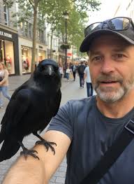 Wild crow forms companionship with a person