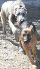 Visit your local littleton petsmart store for essential pet supplies like food, treats and more from top brands. Companion Pet Care Of Littleton Home Facebook
