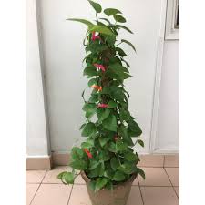 The dream of making a better future can never be completed in a day. Real Plant Money Plant Epipremnum Aureum Shopee Malaysia