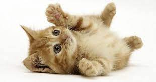 I Give You Cats And You Give Me Karma That S How It Works Right Http Ift Tt 2fxskud Cats Cute Cats And Kittens Kittens Cutest