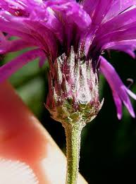 Image result for Vernonia schlechteri