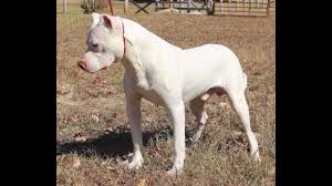 His name is eddie and he is a black/brindlish and white pitbull. Solid White Red Nose Protection Pit Bull Youtube