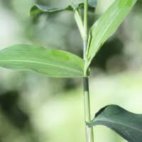 Image result for Commelina mascarenica