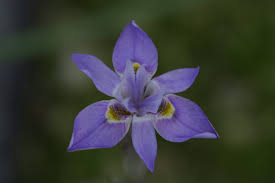 Image result for Moraea