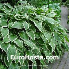 Image result for Hosta fortunei albomarginata
