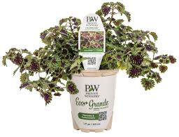 Image result for Coleus goetzenii