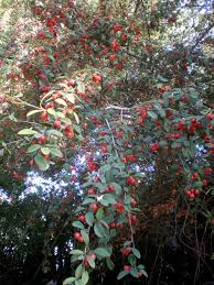 Image result for Cotoneaster pannosus